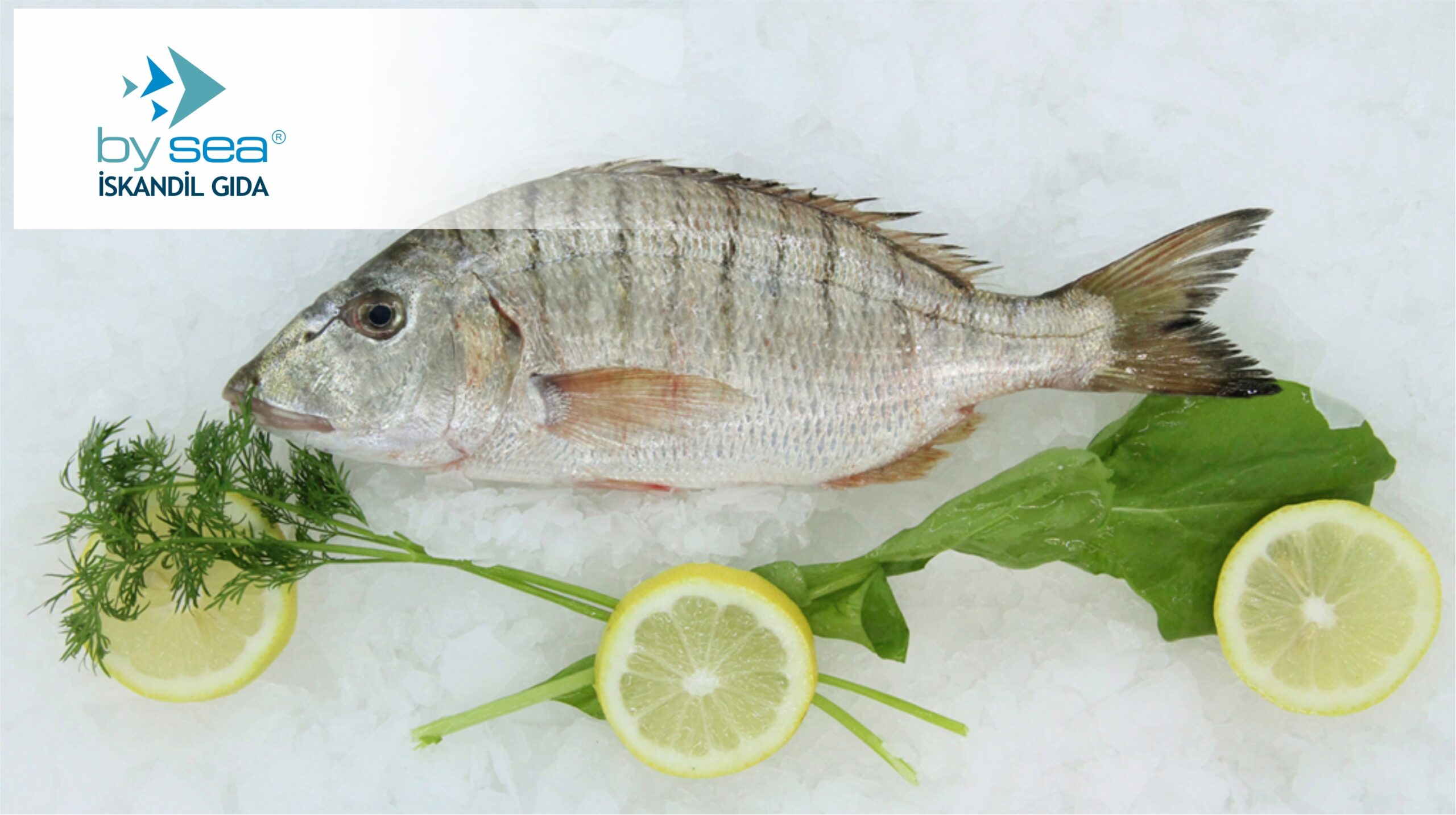 Mır mır balığı dip balığı mı? - Kapak Görseli